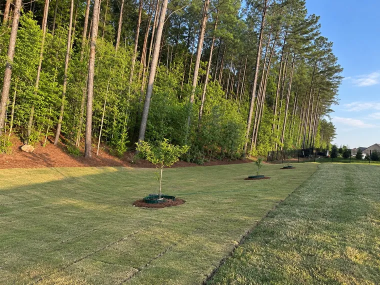 New sod laid along a treeline in Fort Mill