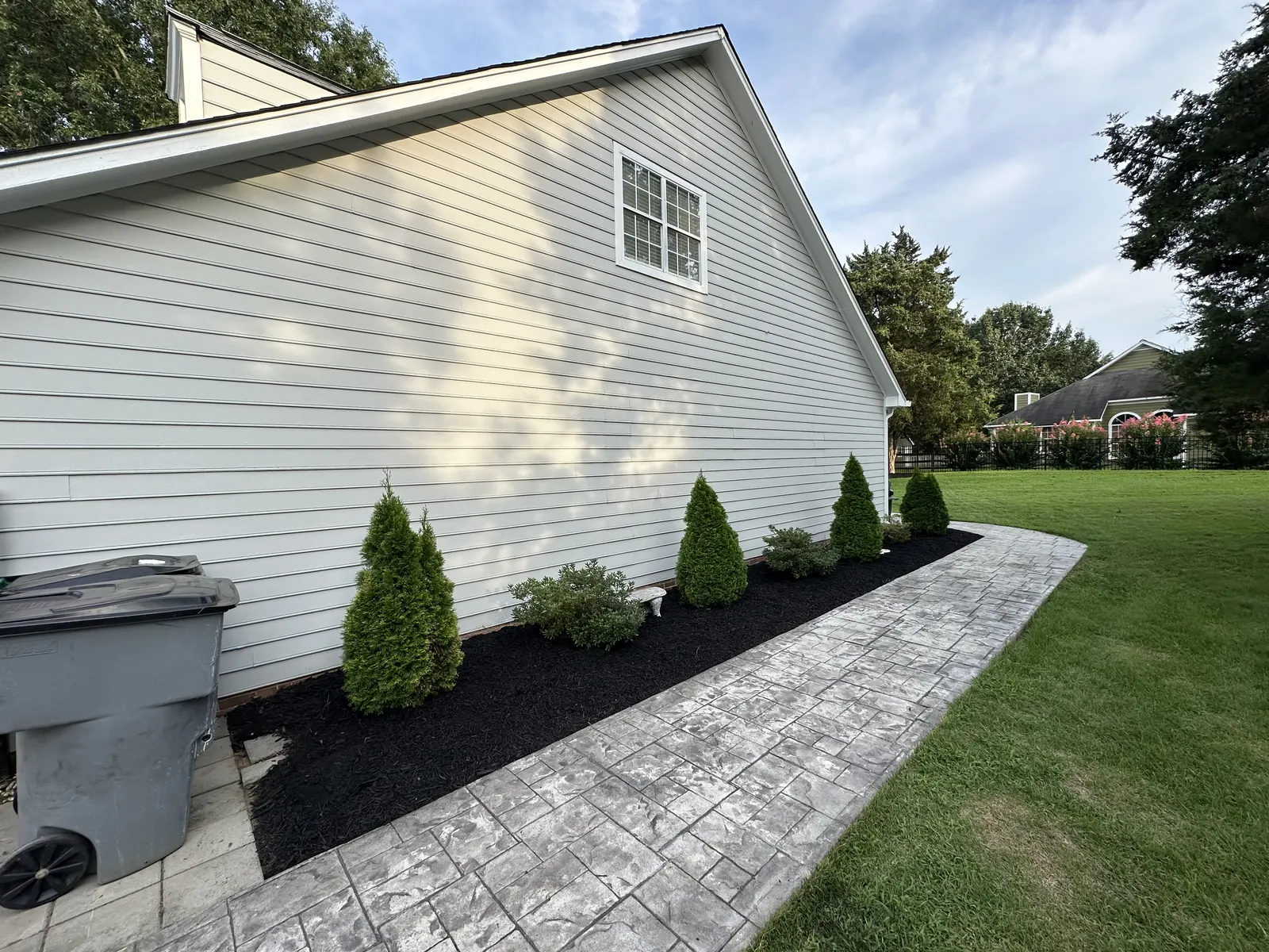 A row of arborvitae in black mulch beside a stamped walkway