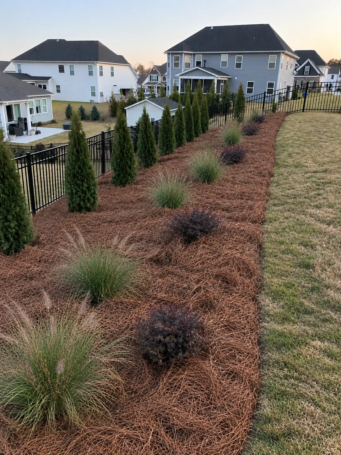 Arborvitae, grasses and shrubs in pine straw along a fence, next to the lawn
