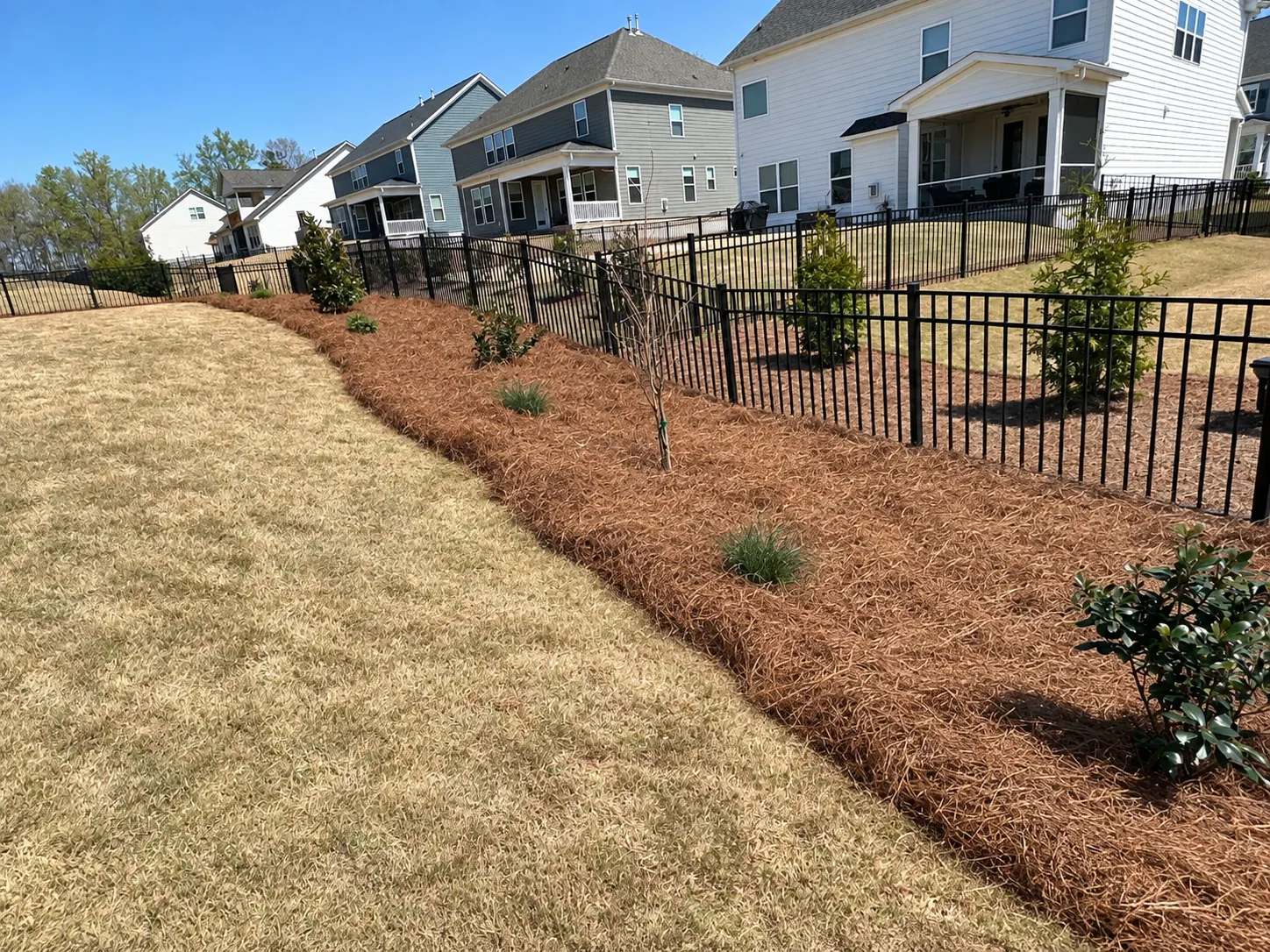 A pine-straw planting strip with small shrubs running along a black fence